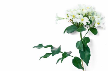 Turuncu yasemin çiçeği ya da Murraya paniklemesi beyaz arka planda, beyaz çiçek, saten-ağaç, kozmetik ağaç kabuğu.