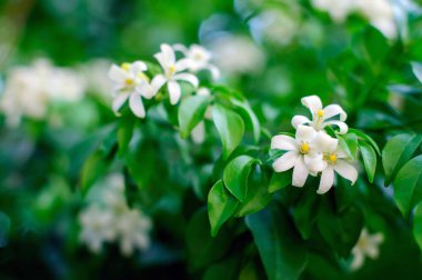 Çiçek açan turuncu yasemin çiçeği, beyaz çiçek, güzel doğal arka plan, seçici odak.