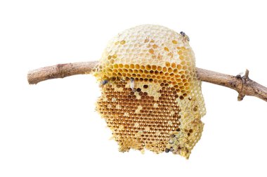 Beyaz arkaplan üzerinde izole edilmiş ağaç çubuğuna arı kovanı yakın plan, kırpma yolu dahil.