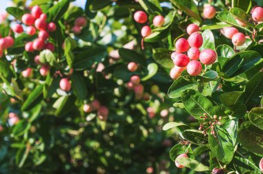 Bengal frenk üzümü ya da İsa 'nın Dikeni ya da Carandas, Karanda eriği, ağaçta tatlı ve ekşi tropik meyve. Bengal üzümü Tayland 'ın kırmızı meyvesidir. Bitki meyvesi ve yüksek vitamin.