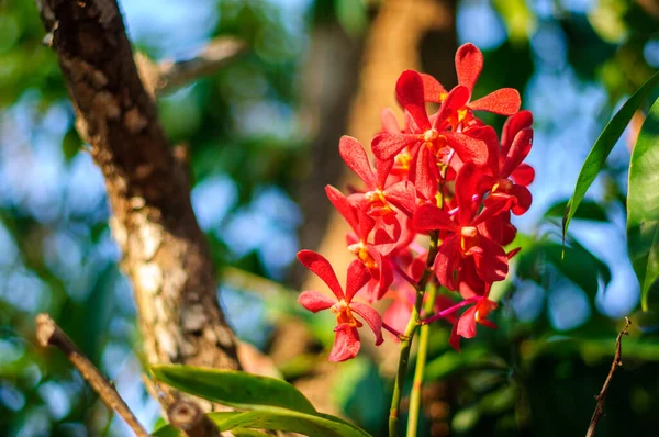 Beautiful Bouquet Red Orchid Flowers Bunch Luxury Tropical Red Yellow — Stock Photo, Image