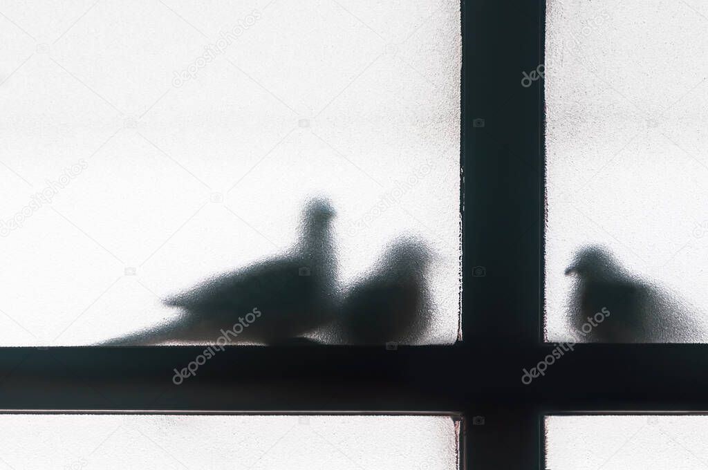 Silhouette of three doves taking shelter outside a glass window, shadow of birds sitting on windowsill