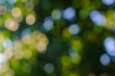 Soyut doğal yeşil bokeh arkaplan, bulanık ve odaksız, yeşil yapraklar bokeh doğanın odak alanından uzak. Yeşil Doğa ilkbaharı ve yaratıcı tasarımlar için bulanık ışık.