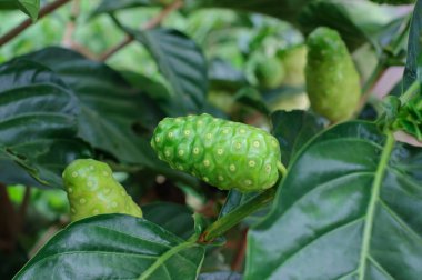 Noni meyvesi ya da ağaçta Morinda Citrifolia.