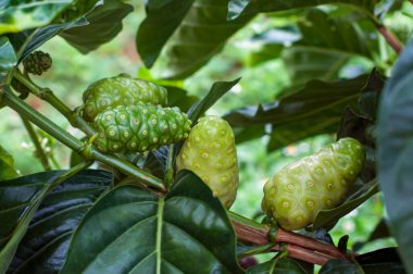 Noni meyvesi ya da ağaçta Morinda Citrifolia.