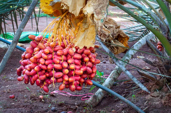 Свежие Плоды Финиковой Пальме — стоковое фото