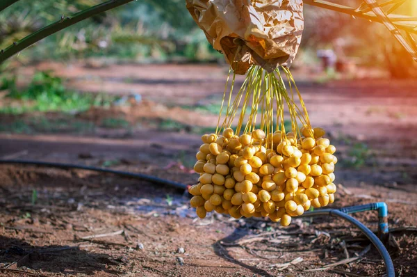 Fresh ripe yellow date fruits bunch on date palm tree.