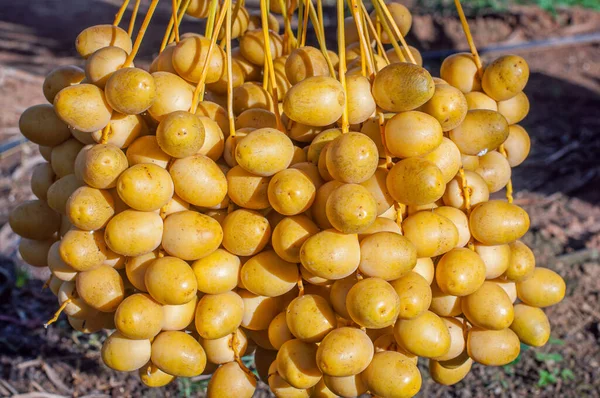 Спелые Желтые Плоды Пальмах — стоковое фото