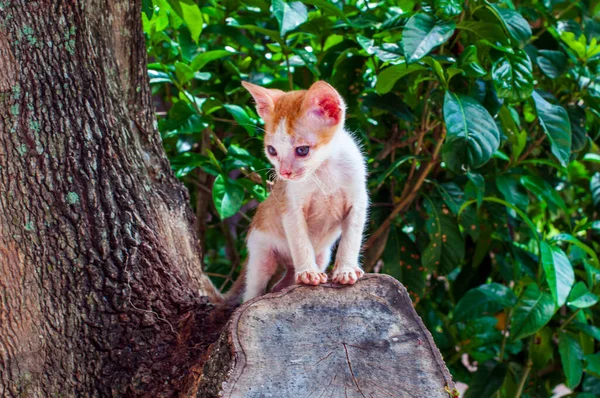 Słodki Kotek Utknął Drzewie Szukając Pomocy — Zdjęcie stockowe