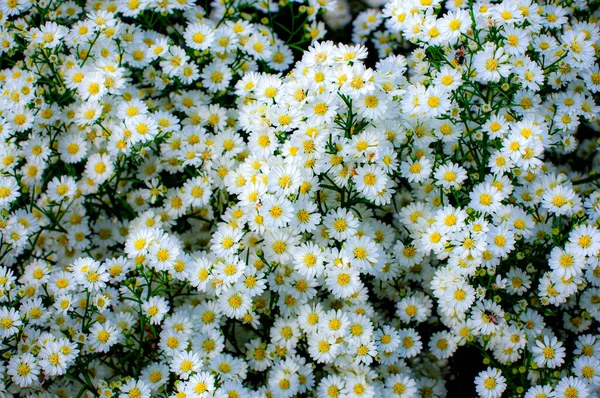 美丽的白色菊花在花园里盛开 — 图库照片