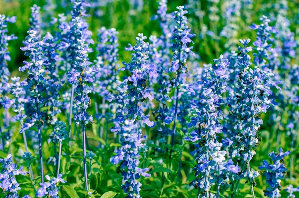 Campo Flores Lavanda Lavanda Crescente Florescente Aromaterapia Natureza Cosméticos — Fotografia de Stock