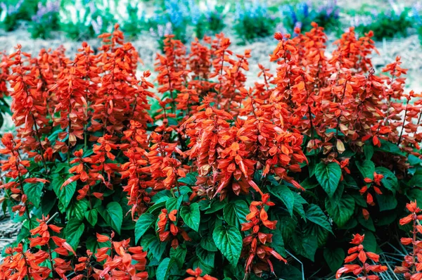 Salvia Vermelho Splendens Sálvia Escarlate Florescendo Jardim — Fotografia de Stock