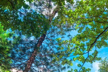 Ağaç dalı ve taze yeşil yapraklar rengarenk sonbahar zamanı, alçak açılı çekim.