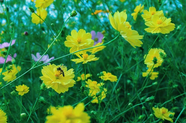 Bella Fioritura Cosmo Fiore Giardino Giallo Cosmo Fiore Prato — Foto Stock