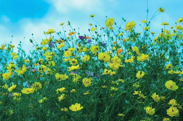 Bela Flor Cosmos Florescendo Jardim Com Fundo Azul Céu Amarelo — Fotografia de Stock