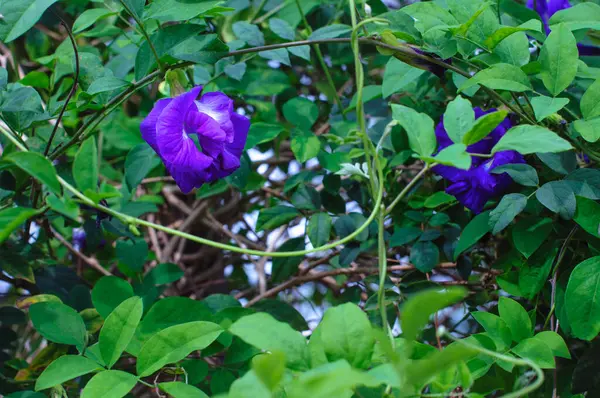 Groch Motylkowy Winorośl Niebieska Groszek Niebieski Groszek Kordofanowy Kwiat Liściasty — Zdjęcie stockowe