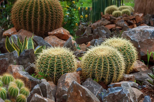 Cactus Cañón Dorado Echinocactus Grusonii Agrupación Jardín Sobre Piedras Roca —  Fotos de Stock