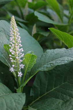 Güzel çiçekler ile yeşil çalılar çalılıkları