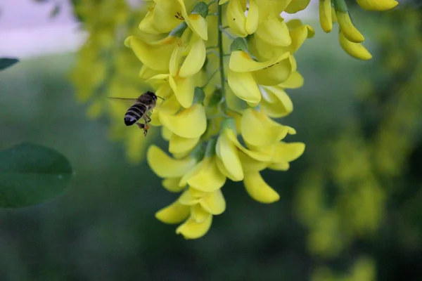 Eine Biene Sammelt Nektar Von Einer Schönen Blume — Stockfoto