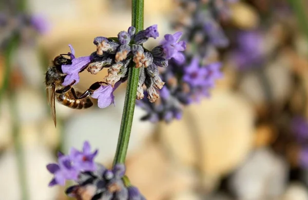 Міська Бджола Збирає Кущ Некатарської Раванди — стокове фото