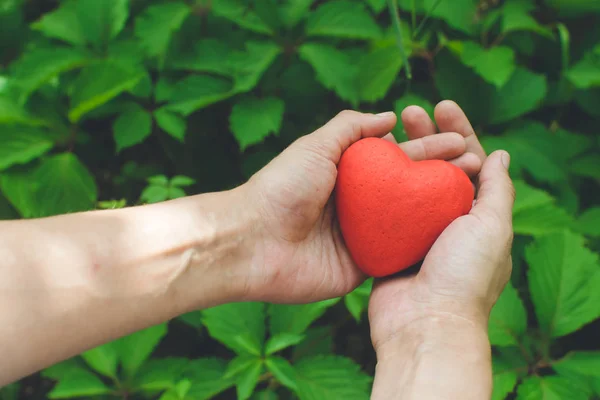 Womans kezét gazdaság vörös szíve. A szerelem koncepciója — Stock Fotó