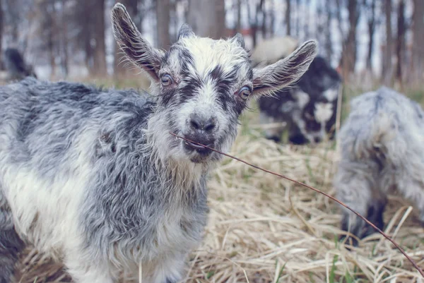 Cute Goat baby with little horns, Gray baby goat on head and neck, Baby Goat in the field.