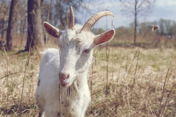 Cabra com chifres, Cabra branca na cabeça e pescoço, Cabra no campo . — Fotografia de Stock