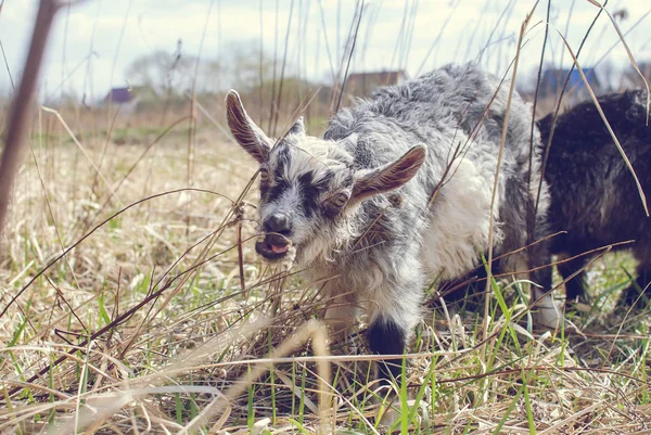 Cute Goat baby with little horns, White goat baby on head and neck, Goat in the field.