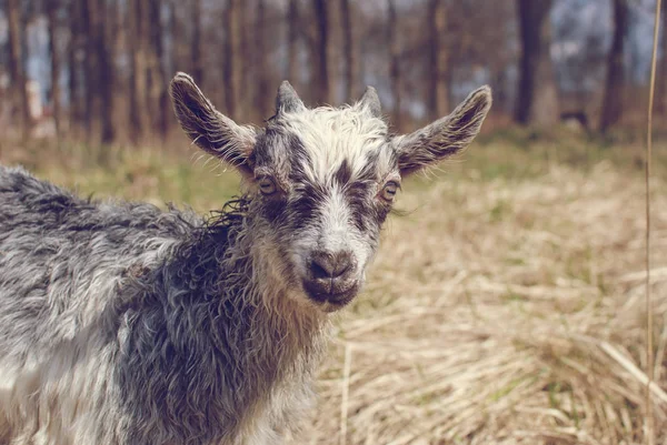 Cute Goat baby with little horns, Gray goat baby on head and neck, Goat in the field.