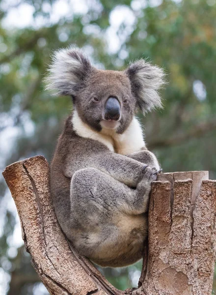 귀여운 호주 코알라는 유 칼 리 나무에 앉아 및 품 호기심으로 보고 — 스톡 사진