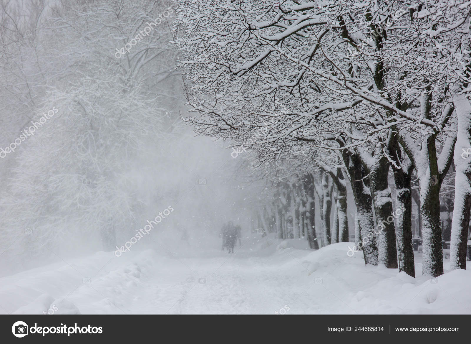 Avenida com árvores durante vento forte e tempestade de neve no inverno em  Moscou, Rússia. Vista