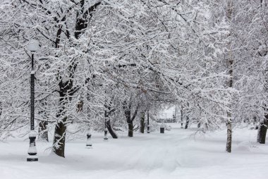 Avenue ağaçları kış, kar fırtınası, Moskova, Rusya sırasında ile. Doğal kenti bir karlı sokak. Moskova kar yağışı arka plan.