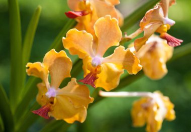 Kadar güzel turuncu orkide kapatın