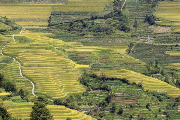 The yellow green Longsheng Rice Terraces Dragons Backbone also known as Longji Rice Terraces — Stock Photo, Image