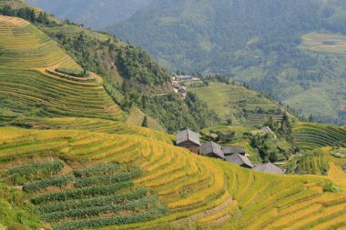 Longsheng pirinç terasları ejderha Longji pirinç terasları da bilinen bel kemiği. bir