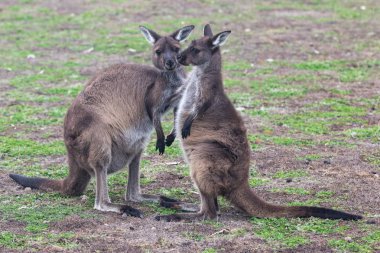 Alanını ayakta ve bekleyen iki şirin Avustralya kanguru