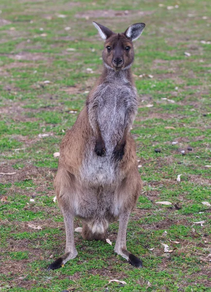 Porträt eines jungen süßen australischen Kängurus, das auf dem Feld steht und wartet. joey — Stockfoto