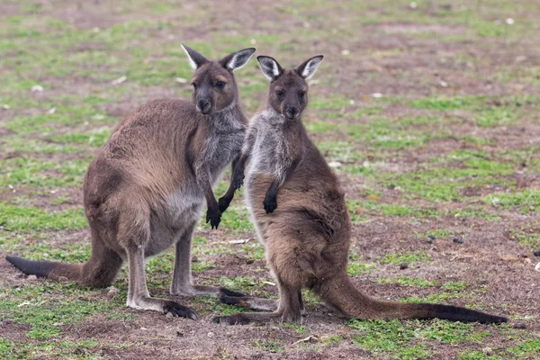 Alanını ayakta ve bekleyen iki şirin Avustralya kanguru — Stok fotoğraf