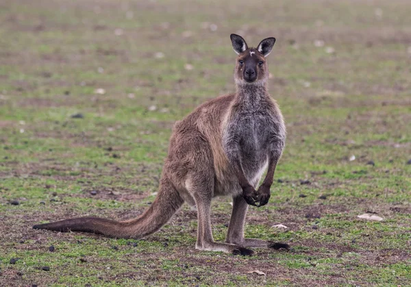 Porträt eines jungen süßen australischen Kängurus, das auf dem Feld steht und wartet — Stockfoto