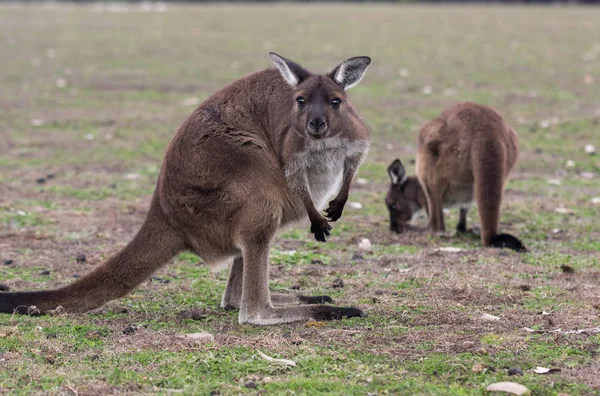 Dois bonito australiano canguru de pé no campo e esperando — Fotografia de Stock