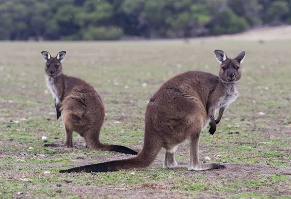 Zwei süße australische Kängurus stehen auf dem Feld und warten — Stockfoto