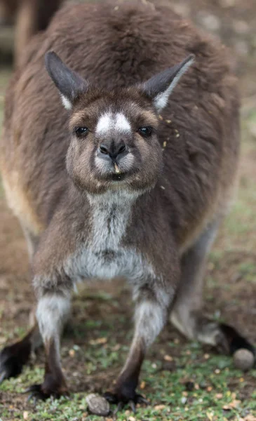 Retrato de joven lindo canguro australiano de pie en el campo y esperando . —  Fotos de Stock