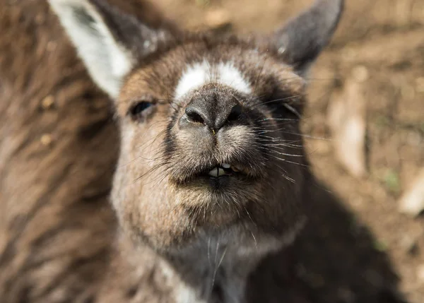 Retrato de joven lindo canguro australiano con grandes ojos marrones brillantes mirando de cerca a la cámara . —  Fotos de Stock