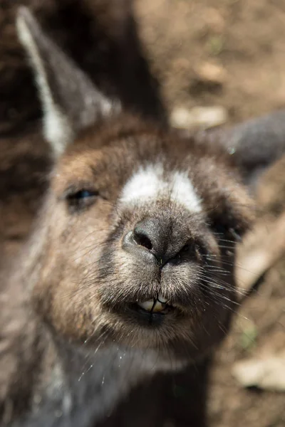 Retrato de joven lindo canguro australiano con grandes ojos marrones brillantes mirando de cerca a la cámara . —  Fotos de Stock