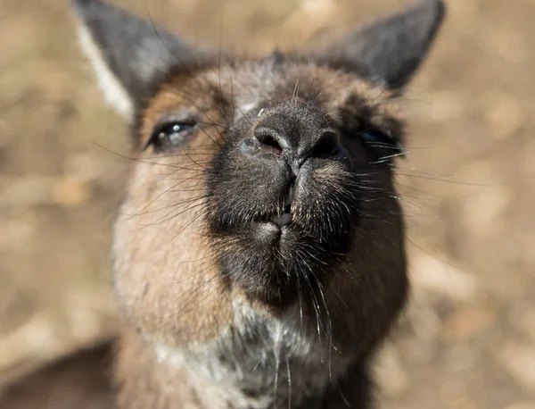 Retrato de joven lindo canguro australiano con grandes ojos marrones brillantes mirando de cerca a la cámara . —  Fotos de Stock