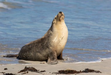 Avustralya deniz aslanı, Neophoca cinerea, mühür Bay, Kanguru Adası, Güney Avustralya, Avustralya, sahilde poz.