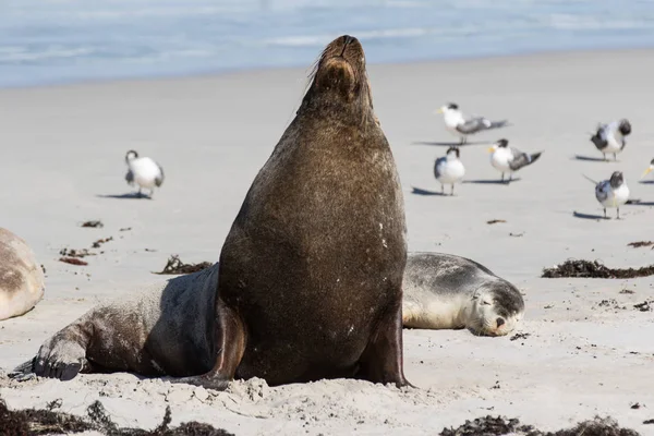 オーストラリアの海のライオン、Neophoca かび、シール ベイ、カンガルー島、南オーストラリア、オーストラリアのビーチでポーズ. — ストック写真