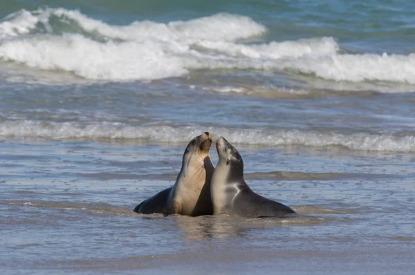 Par de lobos marinos australianos, Neophoca cinerea, relajándose en la playa en Seal Bay, Kangaroo Island, Australia Meridional, Australia . — Foto de Stock