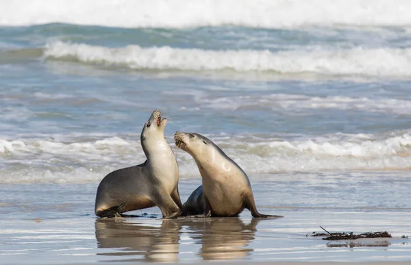 Pair Australian sea lion, Neophoca cinerea, on the beach at Seal Bay, Kangaroo Island, South Australia, Australia.