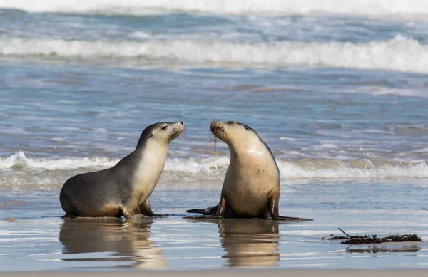Par de lobos marinos australianos, Neophoca cinerea, en la playa de Seal Bay, Isla Canguro, Australia Meridional, Australia . — Foto de Stock